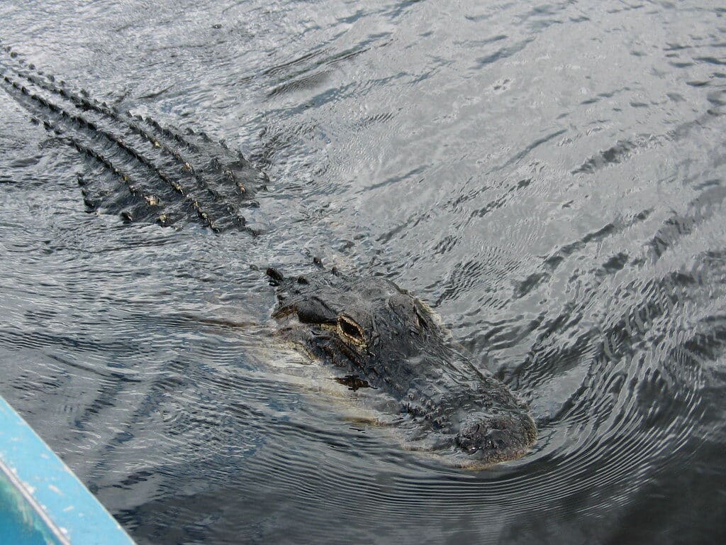 Alligator swimming in the Everglades wetlands near Miami