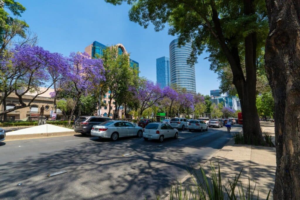 Tree-lined street in Mexico City with jacaranda trees and cars in Roma Norte area