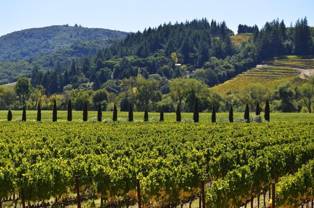 Top Things to Do in San Francisco During the World Cup 2026 17 Close view of vineyard rows in Sonoma wine country