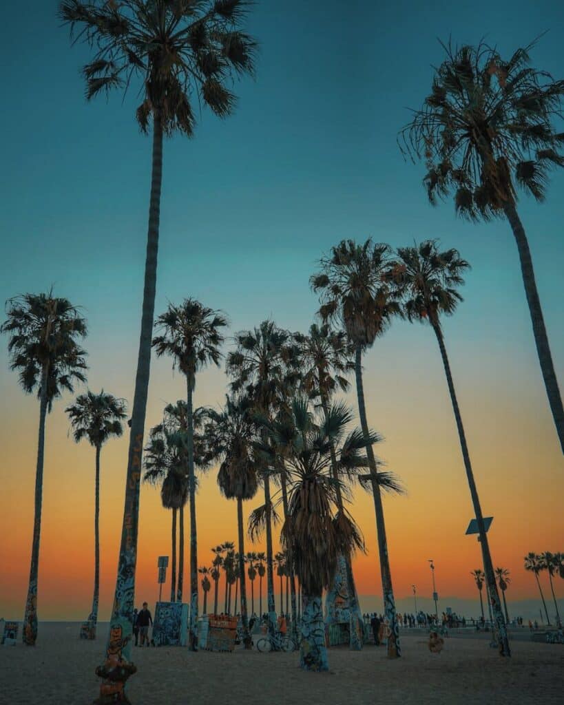Palm trees at the beach in Santa Monica during sunset in Los Angeles