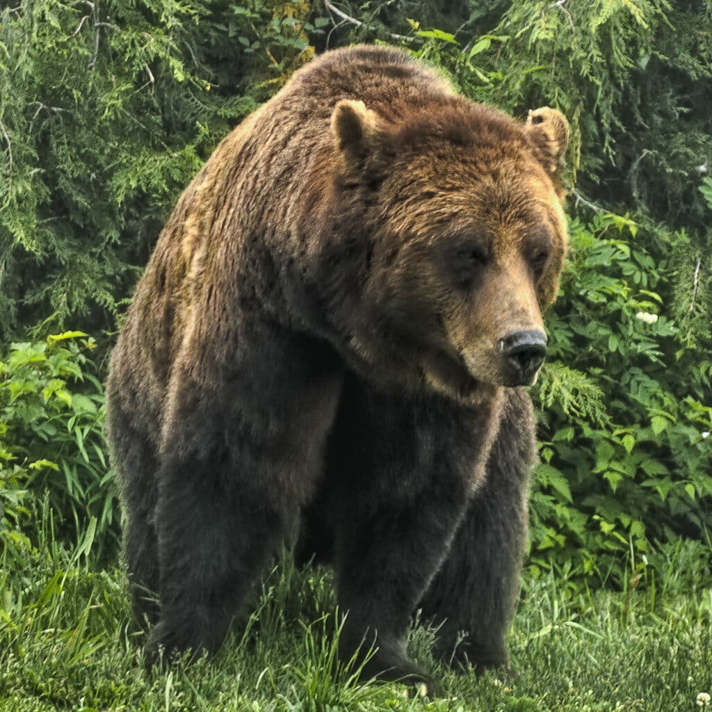 Top Things to Do in Vancouver During the World Cup 2026 14 Grizzly bear at the wildlife refuge on Grouse Mountain in Vancouver