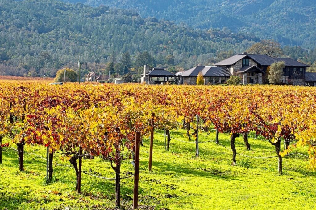Top Things to Do in San Francisco During the World Cup 2026 16 Vineyard landscape in Napa Valley with rows of grapevines