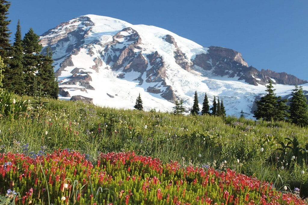 Mount Rainier with wildflowers in bloom in summer