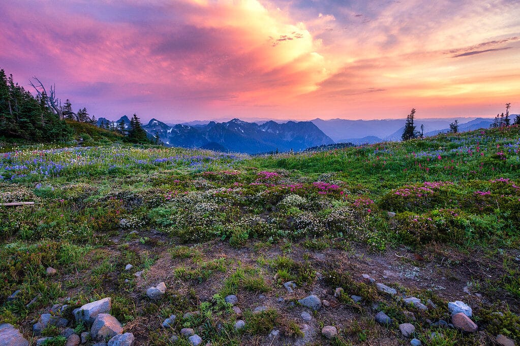 Wildflower fields at Mount Rainier during sunset