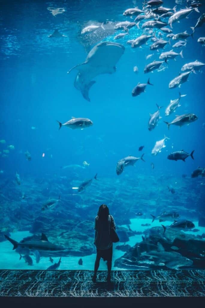 visitor standing in front of the massive Ocean Voyager tank at Georgia Aquarium Atlanta with whale shark above