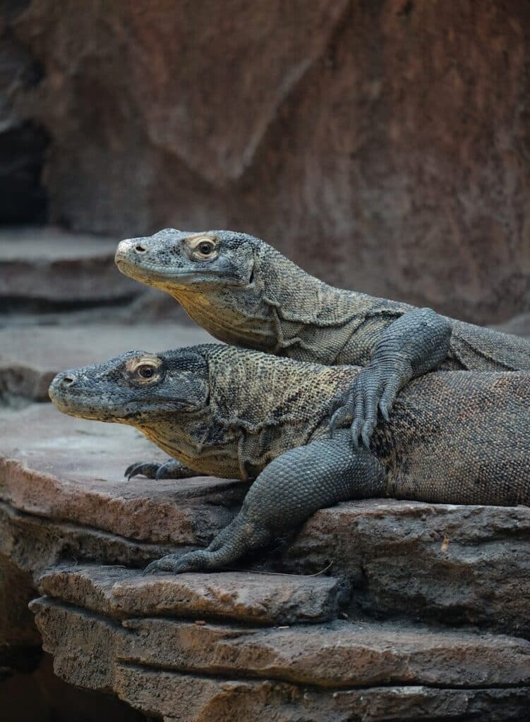 two Komodo dragons resting on rocks in Komodo National Park Indonesia