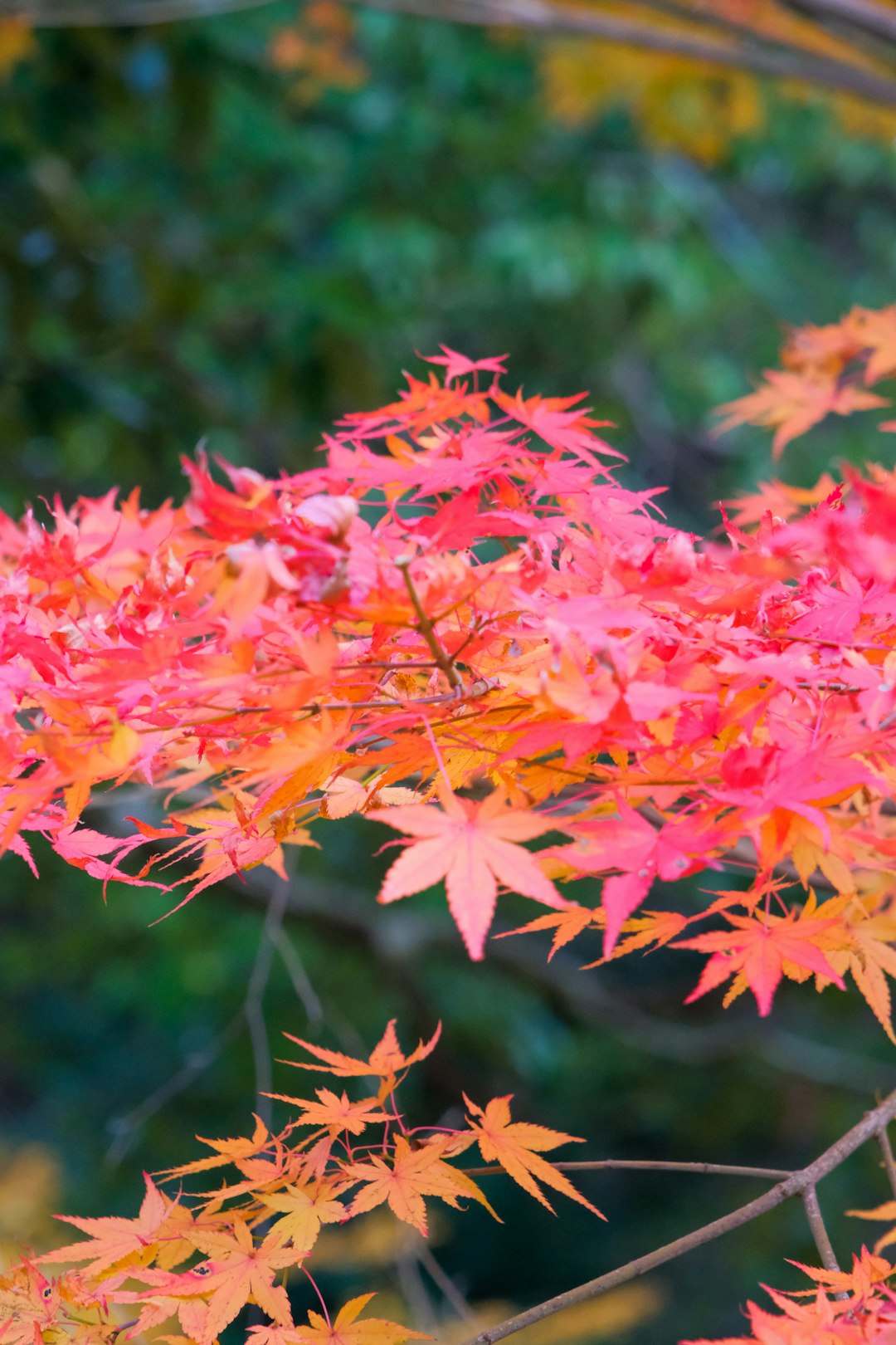 Red and yellow maple leaves mark the best time to visit japan for autumn color