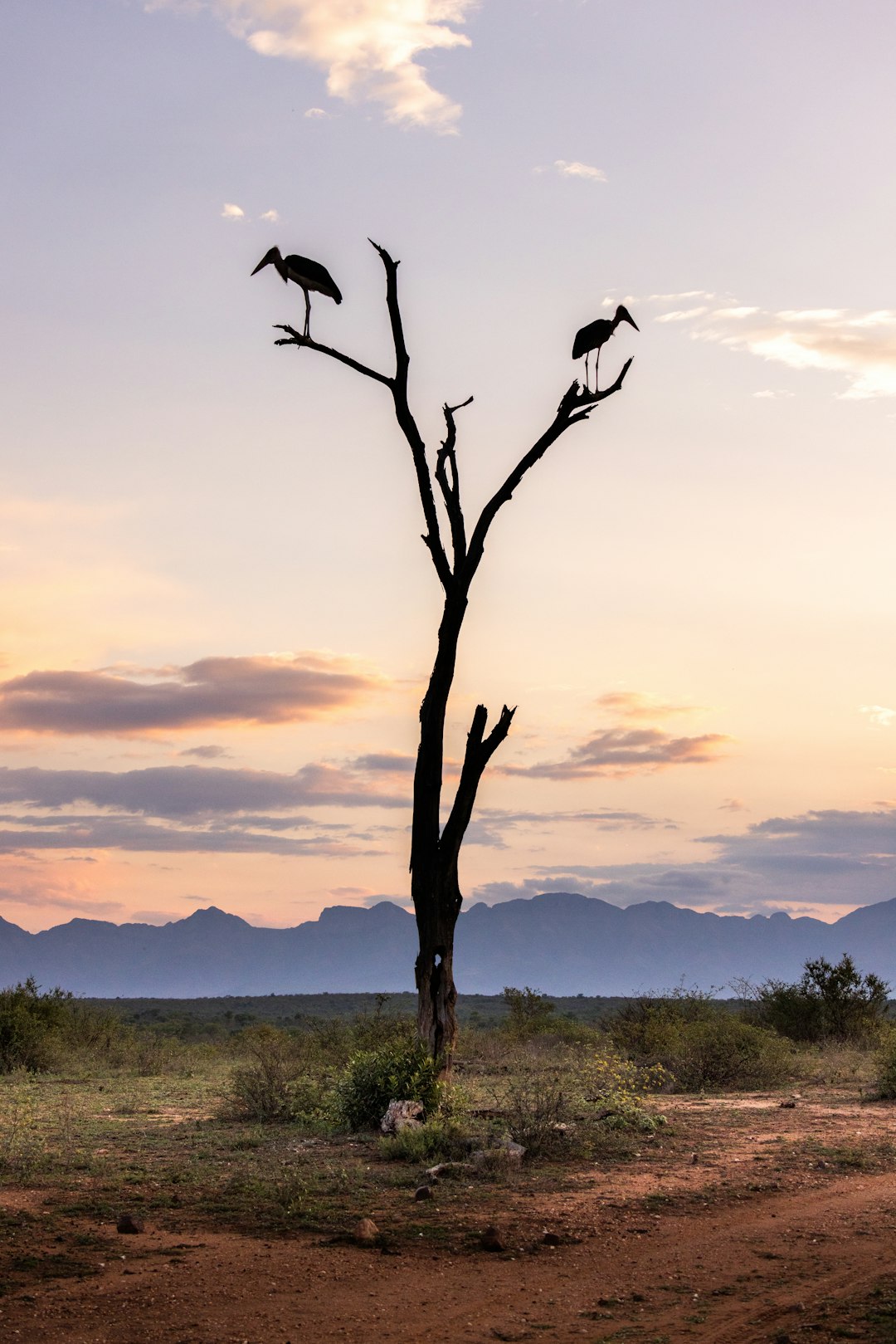 birds perched on a tree branch in a South African nature reserve