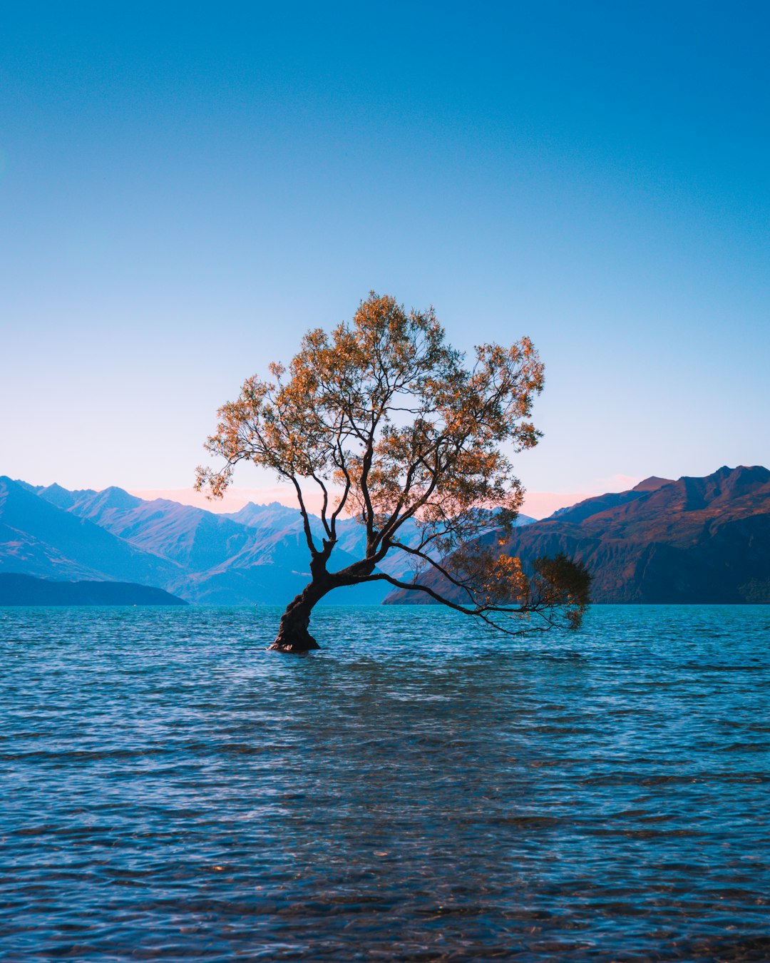 Best Internet Options for Travellers in New Zealand (2026) 13 tree with autumn-colored leaves standing beside calm water