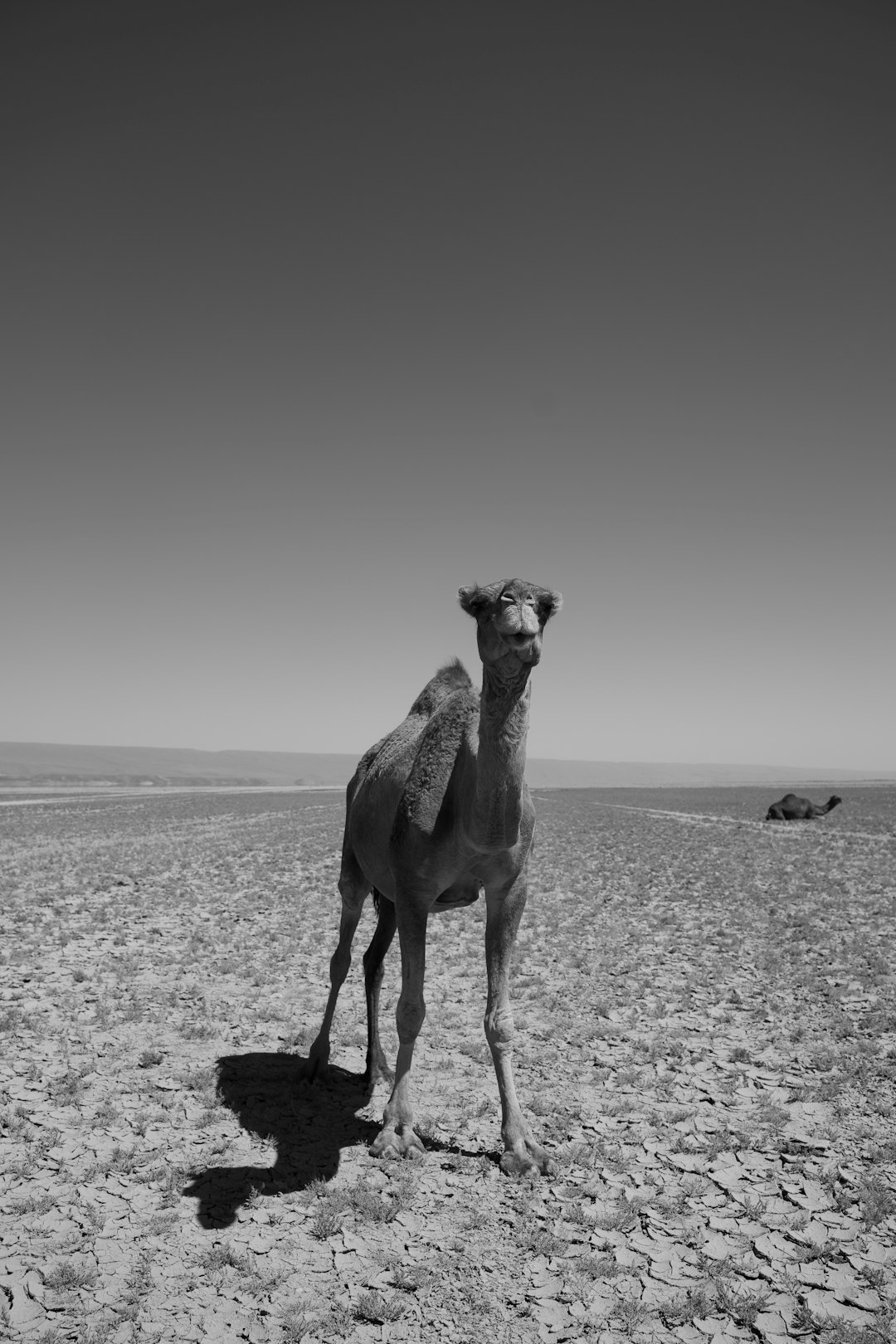 camel standing in a dry, desolate desert landscape in Morocco
