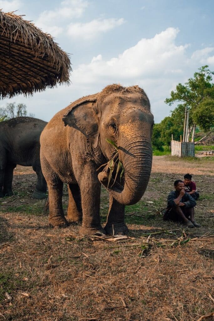 elephant eating grass at an ethical sanctuary near Chiang Mai with two people sitting nearby