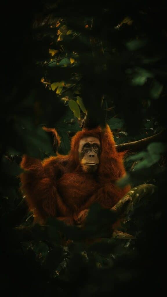 wild orangutan sitting in a rainforest tree in Sumatra Indonesia looking into the distance