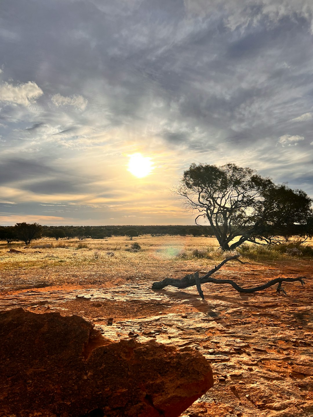 Solitary tree standing in an open Australian field