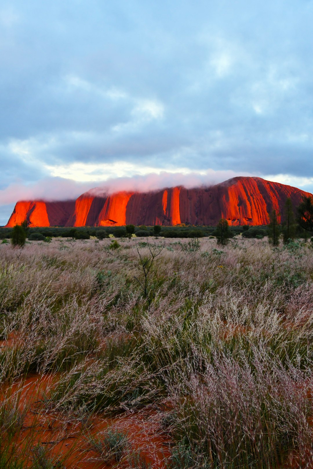 Uluru illuminated by sunrise over dry grassland