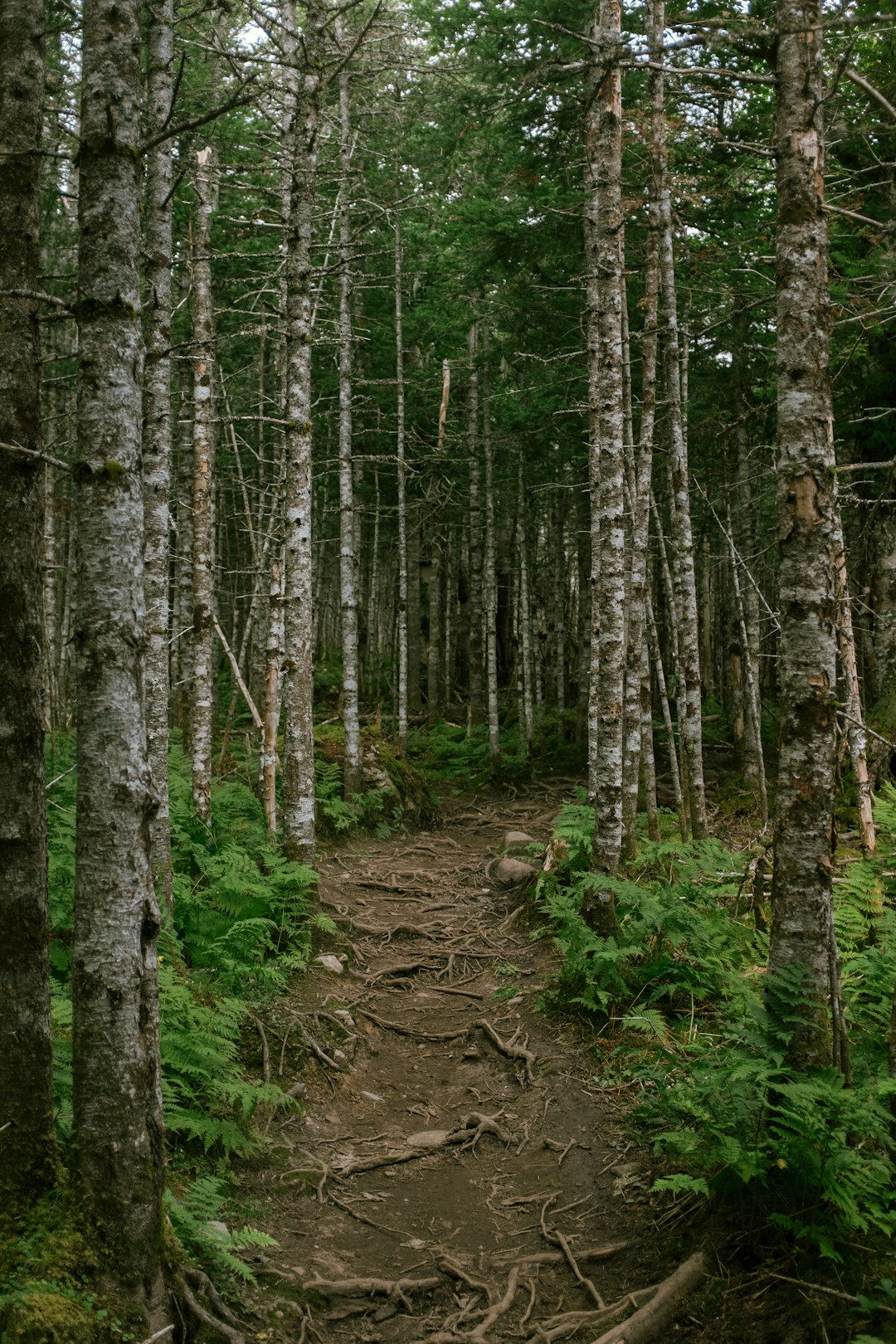 trail through a wooded forest area in Canada