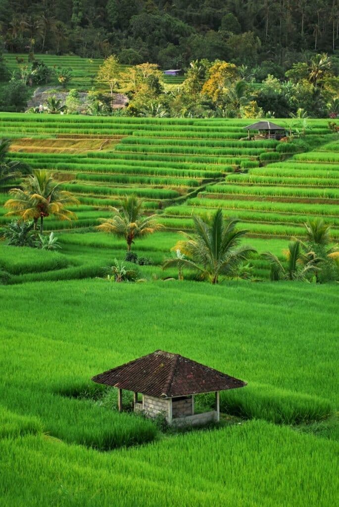 bright green terraced rice fields in Bali with palm trees and a small stone pavilion