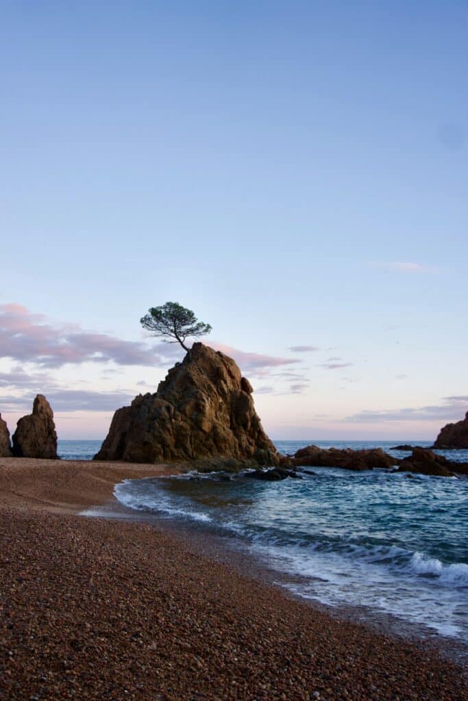 A lone tree stands on a sandy Costa Brava beach in Spain