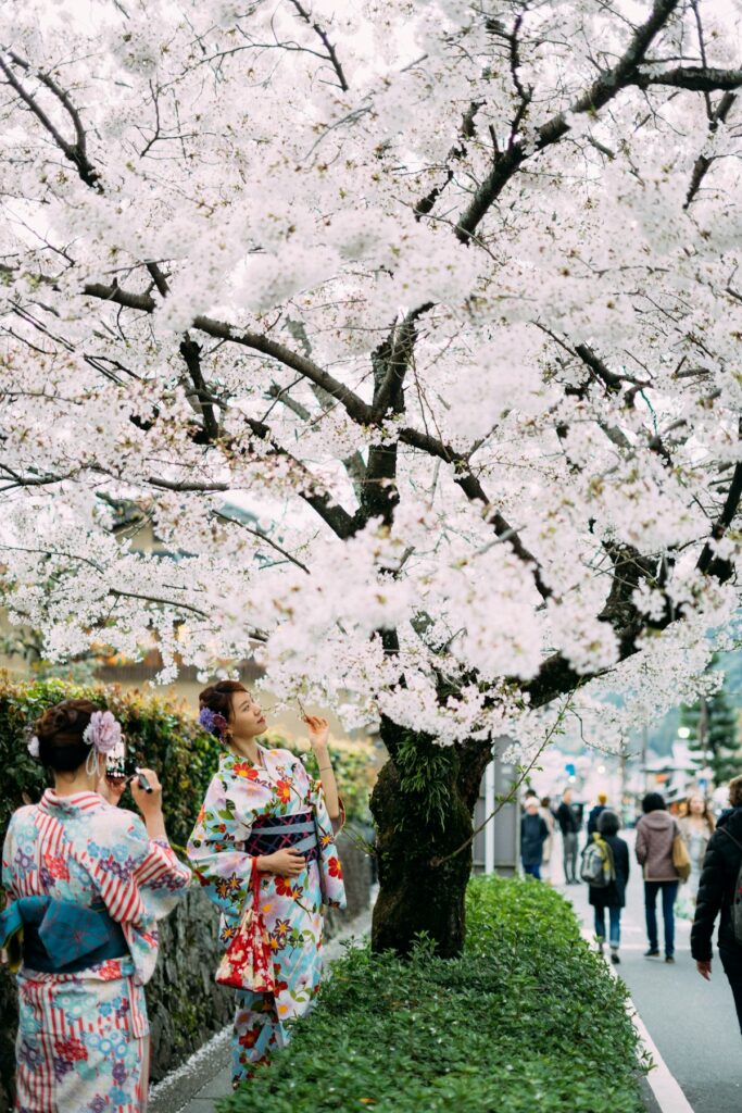 A woman in a kimono poses beneath a blooming sakura tree