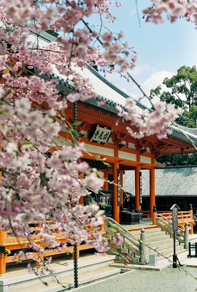 A pink cherry blossom tree stands beside a wooden building