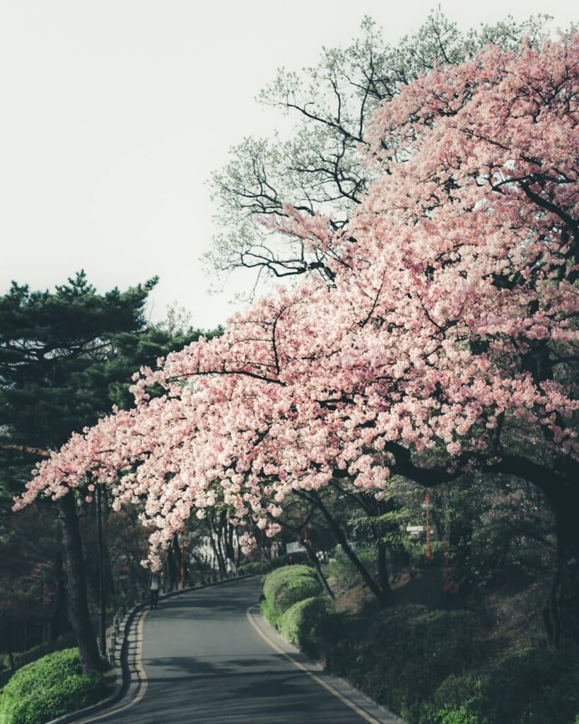 Blooming cherry blossoms line a quiet residential road