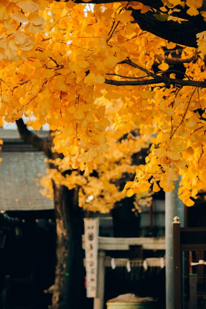 A ginkgo tree glows in full golden autumn color