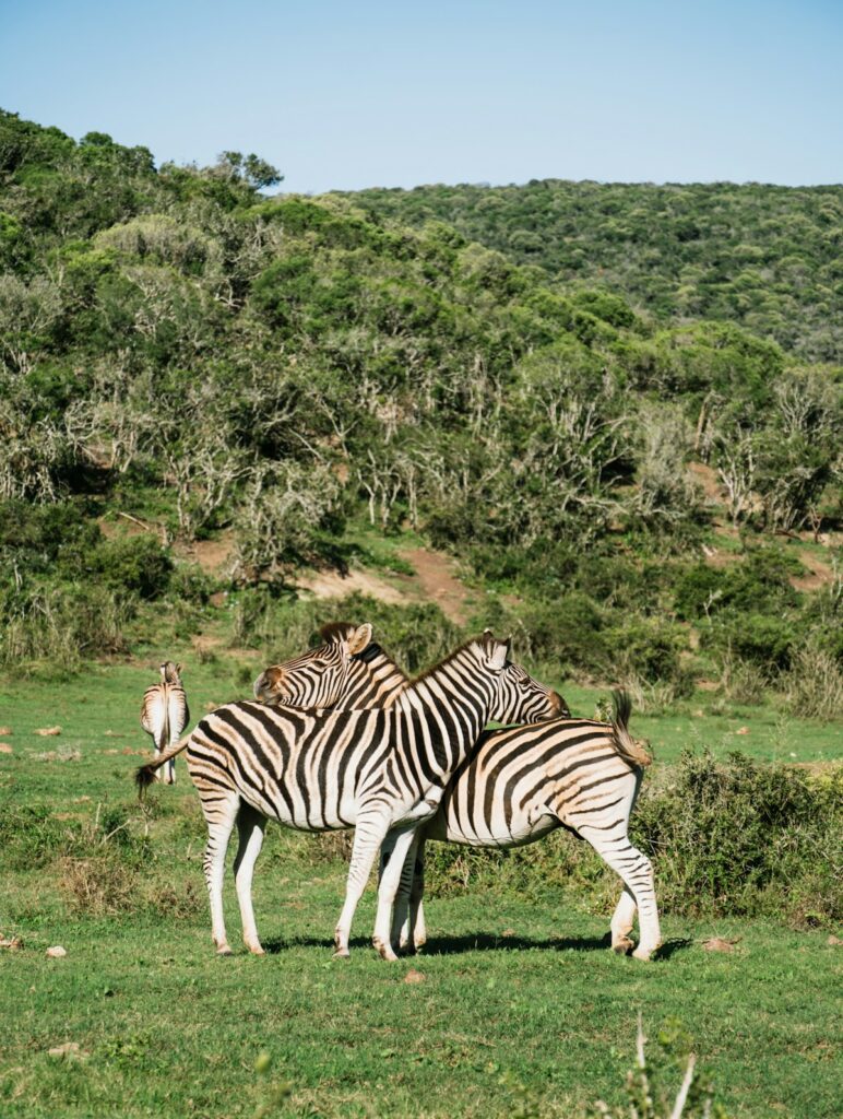 zebras standing in the grass on an African safari