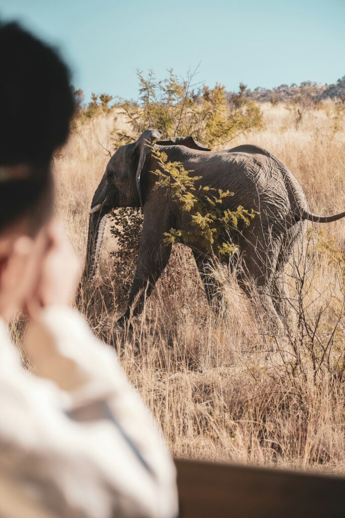grey elephant surrounded by plants on an African safari