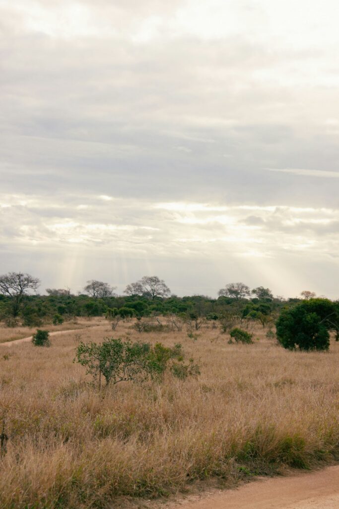 giraffe standing on a dry grass field in South Africa