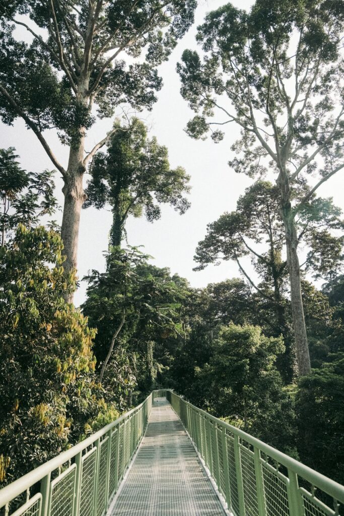Where to Go in Southeast Asia in Summer: Best Destinations by Month 11 Wooden walkway leading through the Borneo rainforest canopy